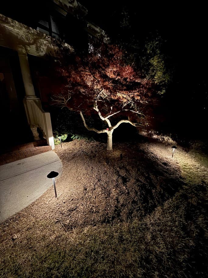 Japanese maple at the entry, lit at golden hour — a signature biophilic feature