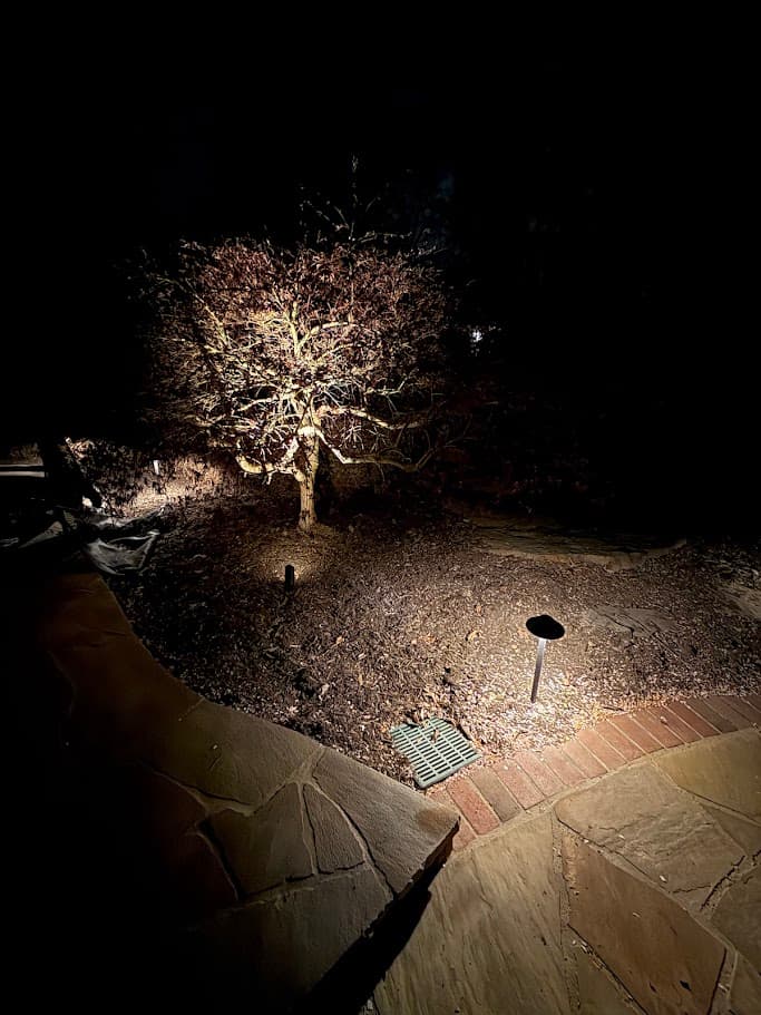 Rear garden steps with specimen tree uplighting