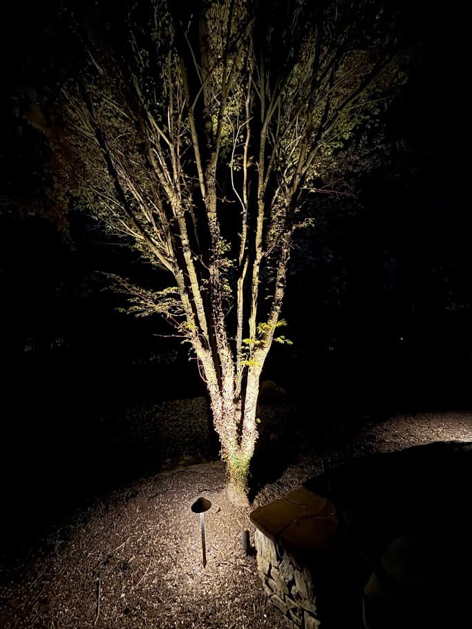 Multi-stem tree dramatically uplighted at night